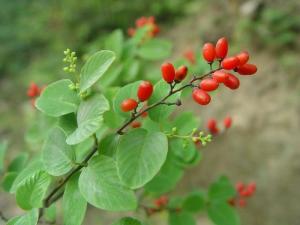 brongn,別名牛鼻角秧,皺紗皮,大葉鐵包金,鼠李科勾兒茶屬植物.