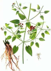茜草