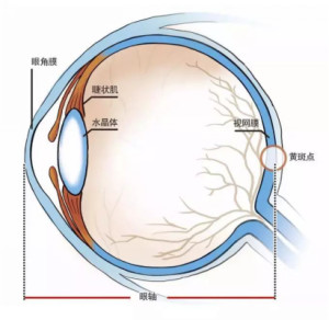 从眼球接收光线的