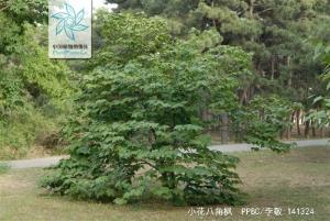 小花八角枫全株