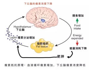 瘦素