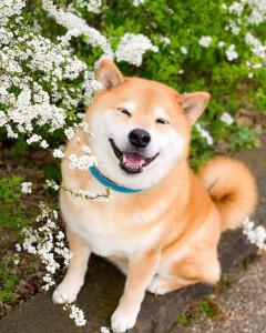 玛尔济斯犬 搜狗百科
