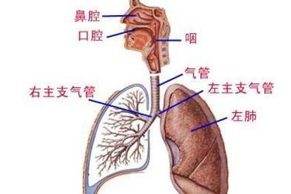 呼吸系统 搜狗百科