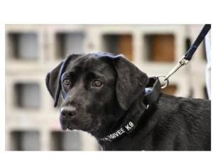 K9
