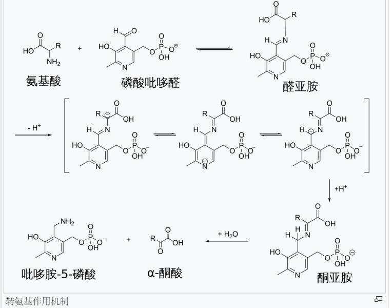 图4 转氨作用机制