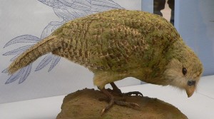 鸮鹦鹉
