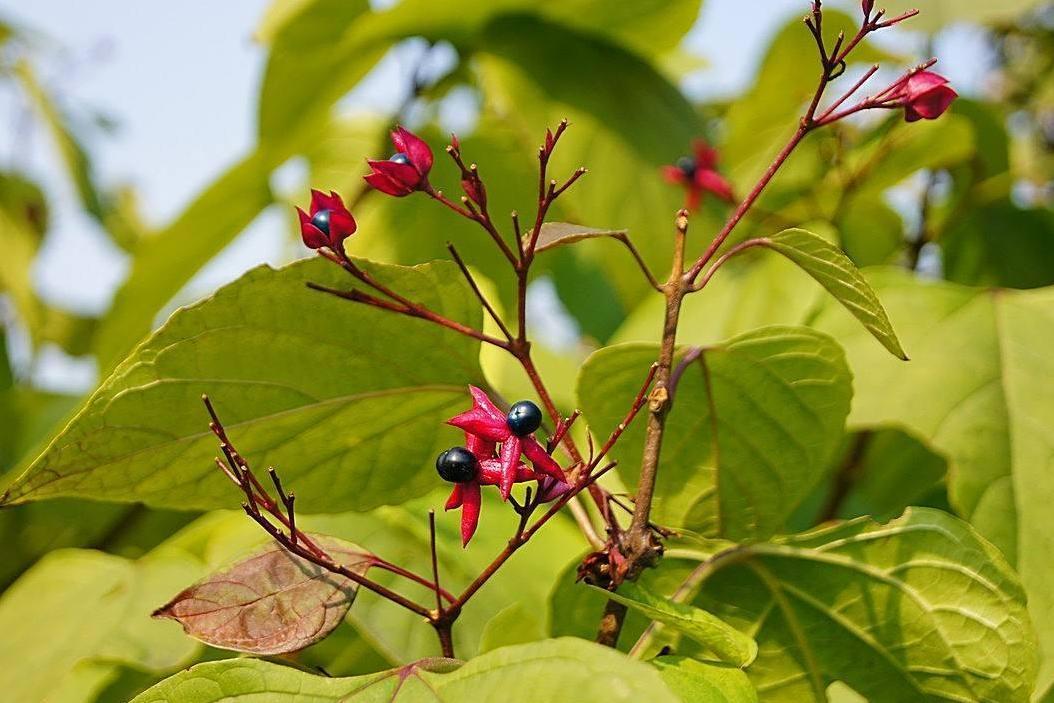 光叶海州常山 马鞭草科植物 搜狗百科