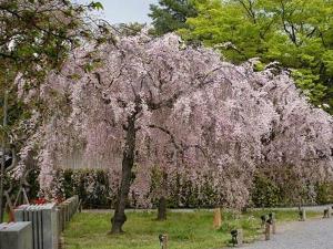 垂枝东京樱花