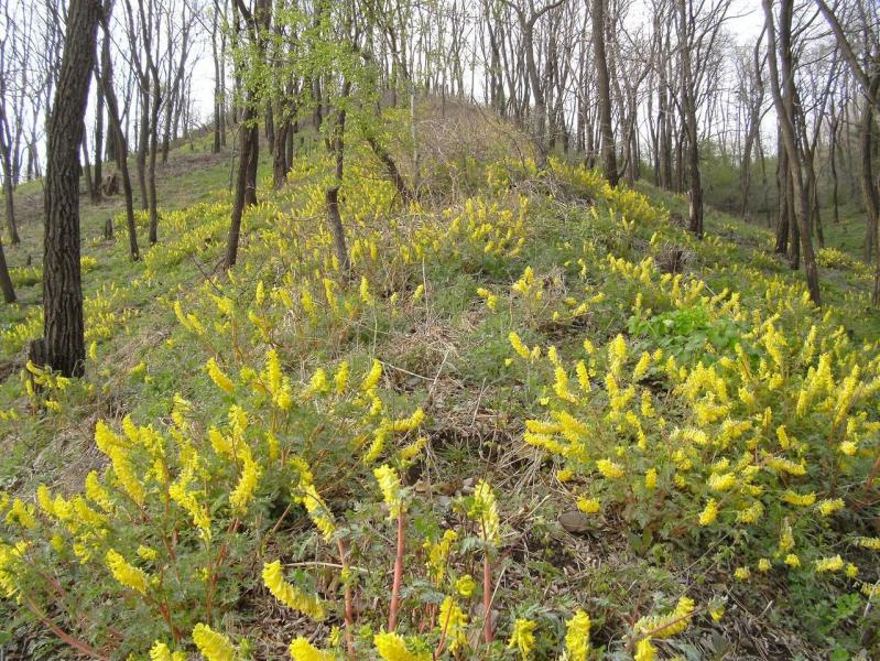 蜜源植物 搜狗百科