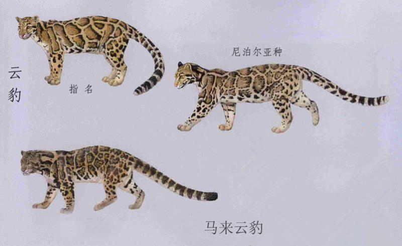 马来云豹