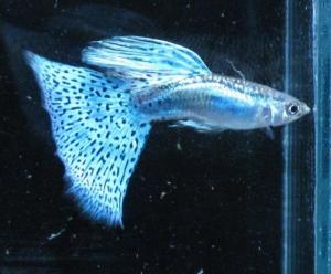 孔雀花鳉 搜狗百科 孔雀花鳉 搜狗百科