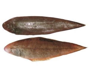 玉秃- 搜狗百科