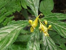 棒尾凤仙花 凤仙花科凤仙花属植物 搜狗百科