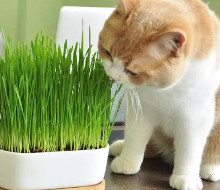 猫草