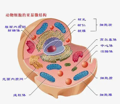 动物细胞 生物学术语 搜狗百科