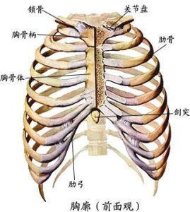 胸椎的体表标志图片