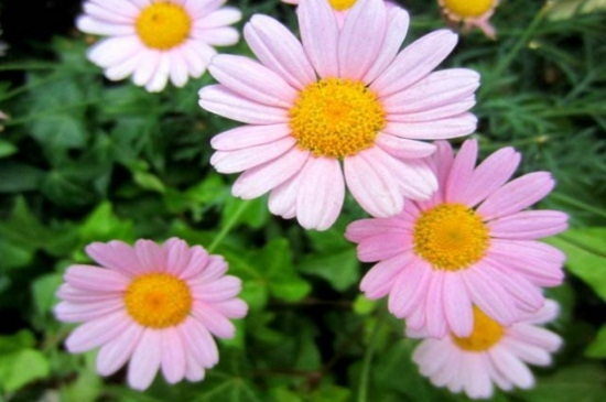 玛格丽特花