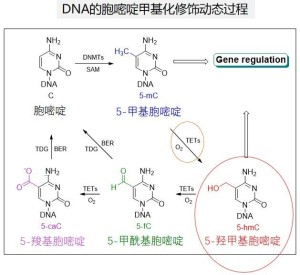 DNA甲基化