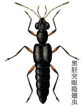 黑胫突眼隐翅虫