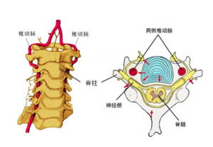 椎动脉