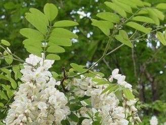 田菁