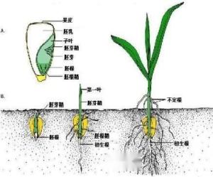 玉米种子生长初期的组织结构
