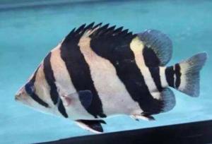 松鲷