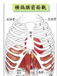 横膈膜