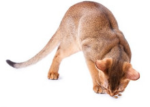 阿比西尼亚猫