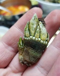 狗爪螺 搜狗百科