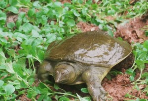 野生甲鱼