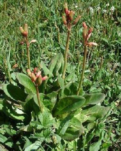 婆婆丁是什么科植物 0