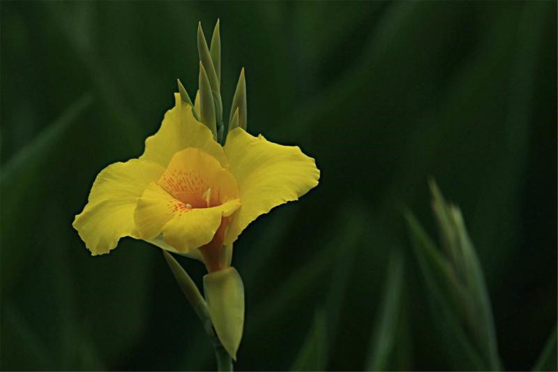 芭蕉花 芭蕉科植物芭蕉的花 搜狗百科