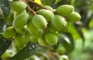 橄榄树