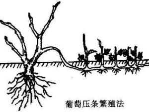 压条