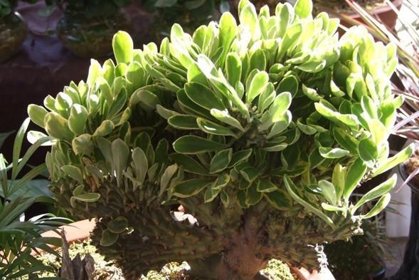 玉麒麟花 搜狗百科