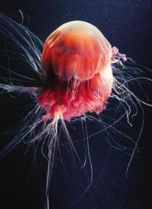 发状霞水母