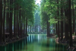 世界森林日