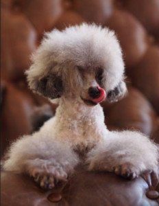 玩具贵宾犬