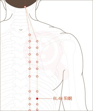 阳纲的准确位置图作用图片