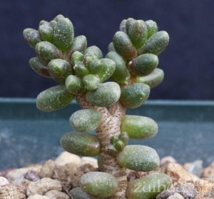 多肉植物群毛豆