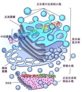 内质网和高尔基体图片