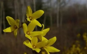 连翘花