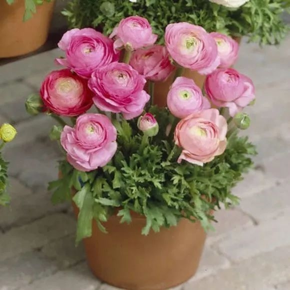 花毛茛