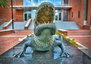 uf 吉祥物gator短吻鳄佛罗里达大学设有81英亩大小的野生动物保护区