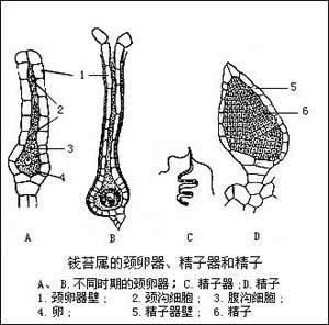 藓颈卵器切片结构图图片