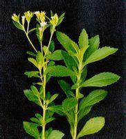 甜叶菊