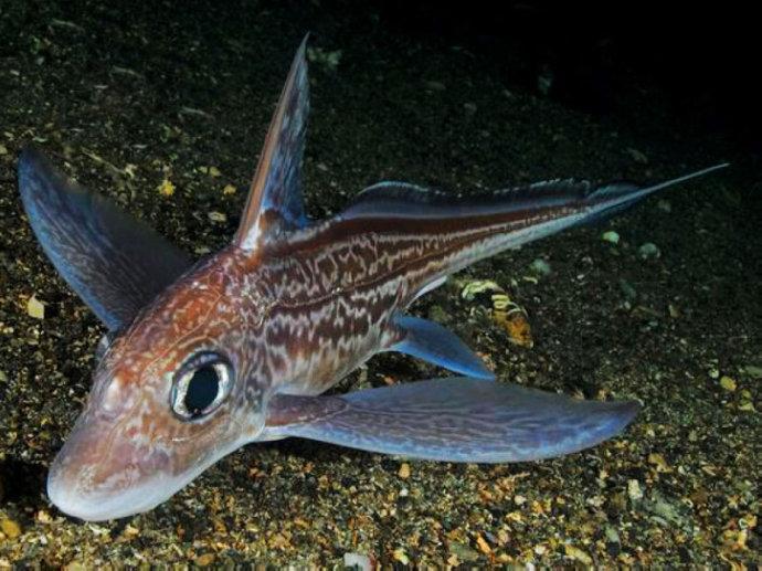 黑线银鲛 动物 搜狗百科