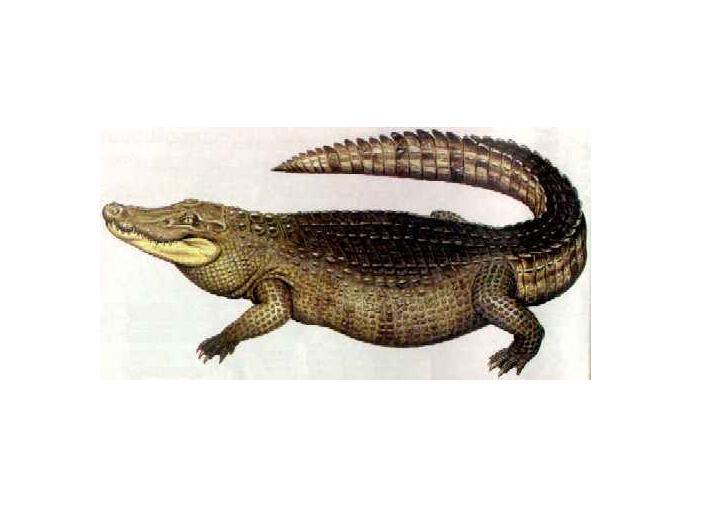 亚马逊莫拉氏鳄