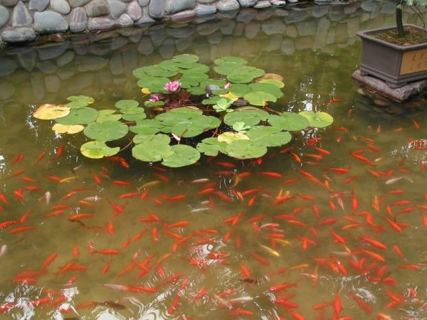 金鱼池 搜狗百科